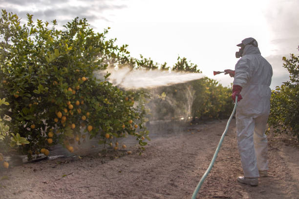 Wasp Removal Services in March Ar, CA