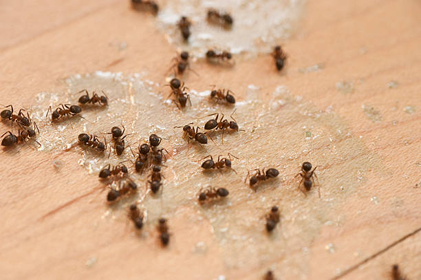 Professional Pest Control in March Ar, CA